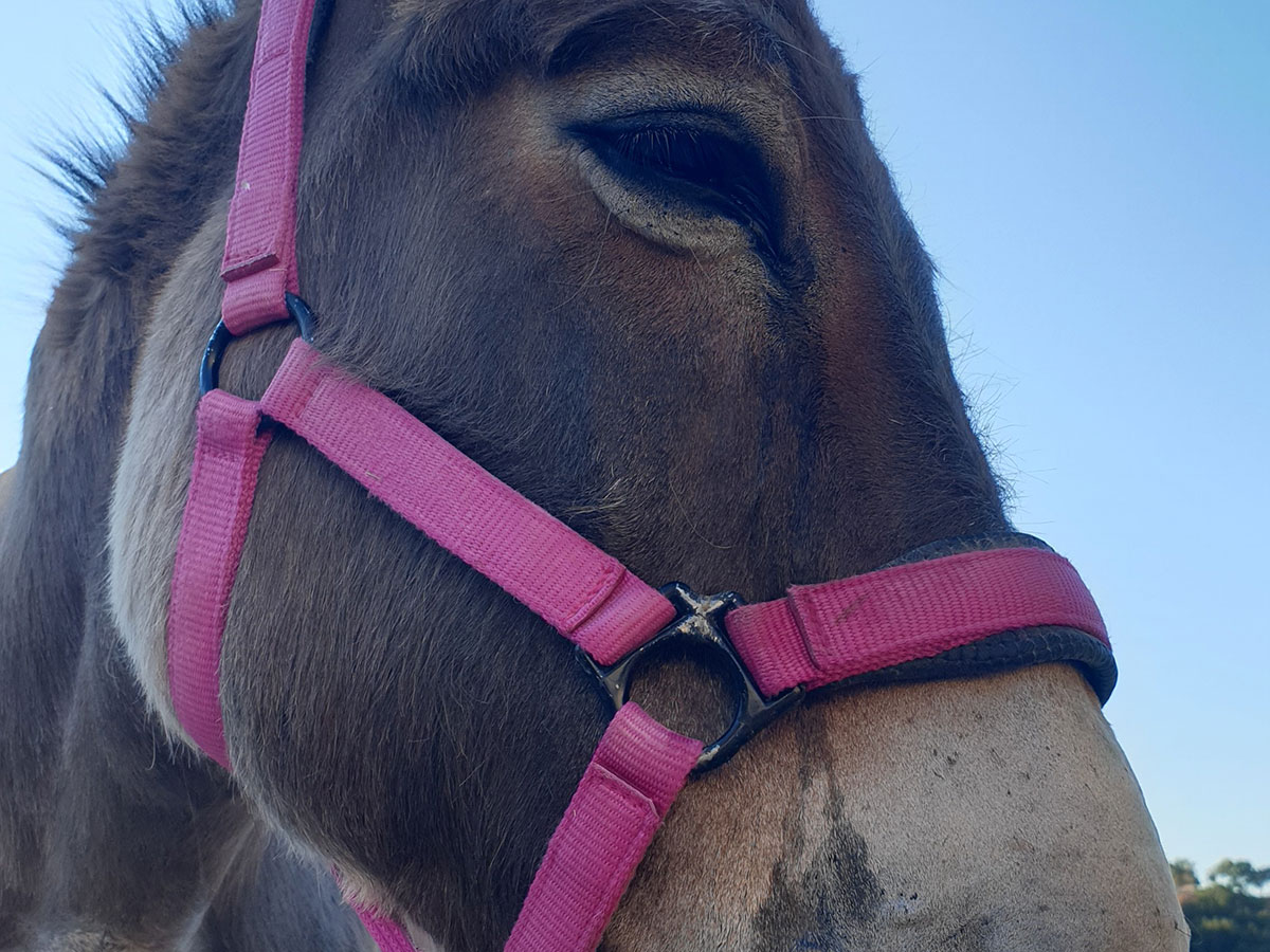 A donkey at Anthi's farm at Sifnos