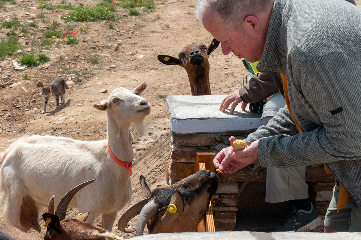 Goat milking in a farm at Sifnos