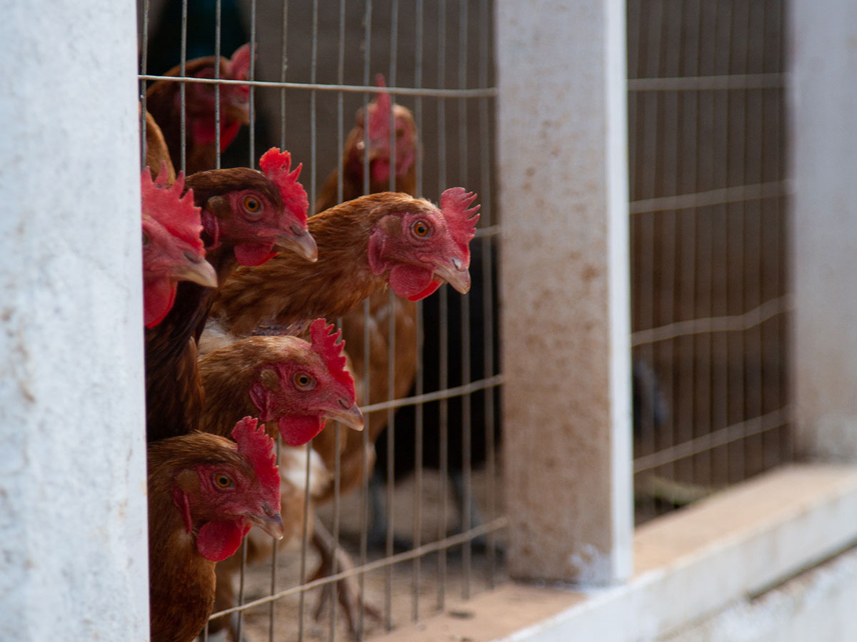 Visit a farm in Sifnos