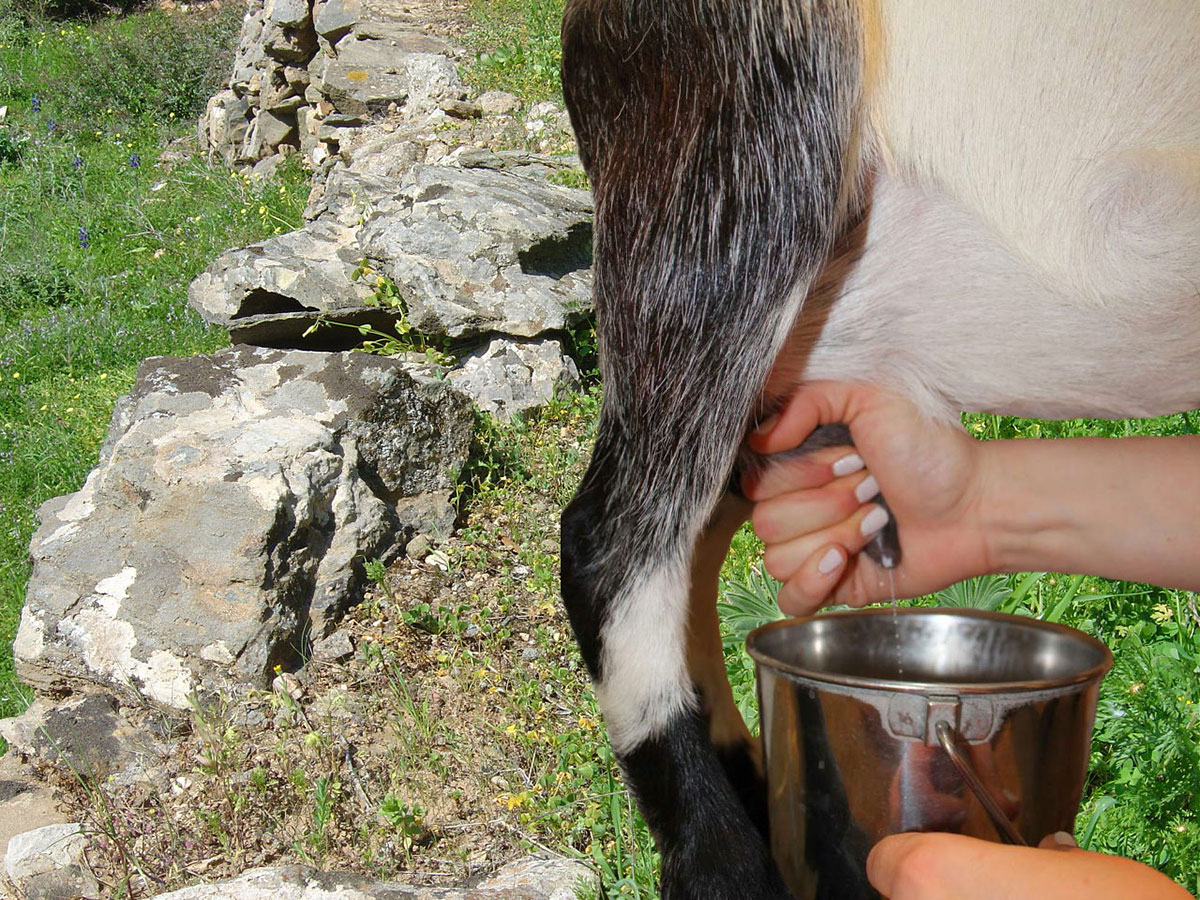 Agritourism in Sifnos