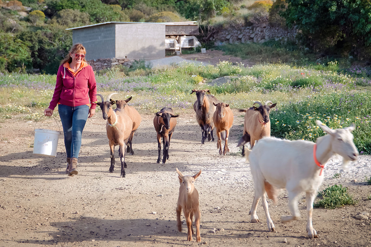 Agricultural work on the farm in Sifnos