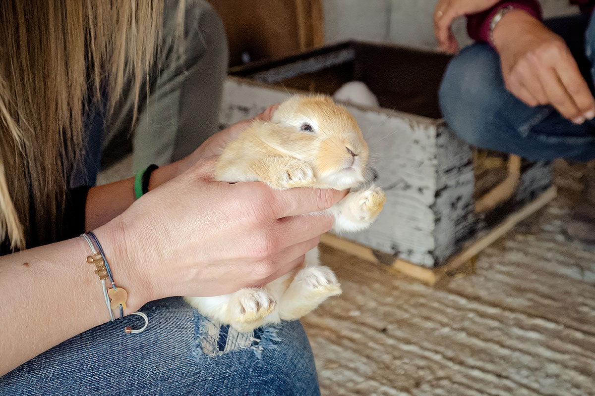Newborn rabbit