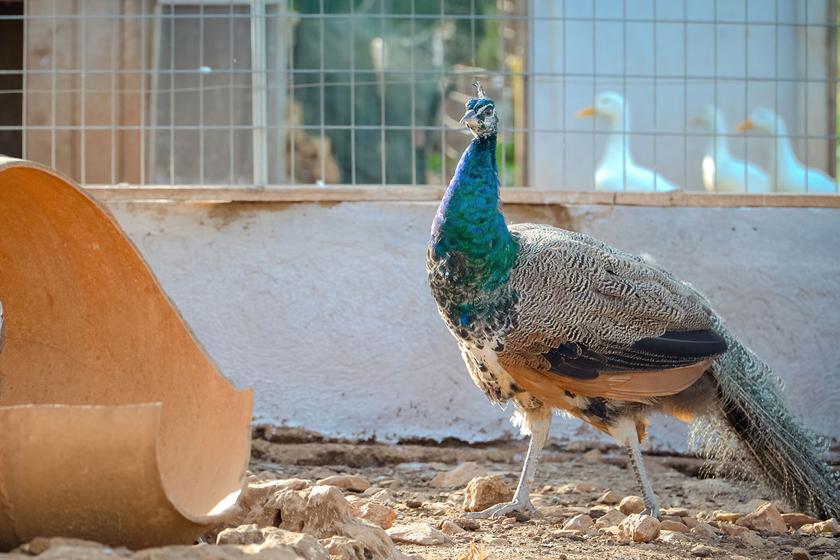 Peacock on the farm