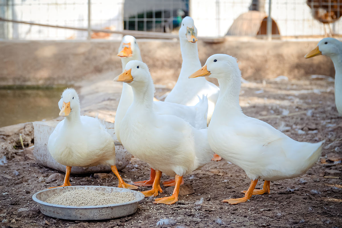Ducks at Anthi's farm in Sifnos