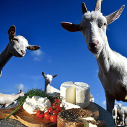 Afternoon goat milking program